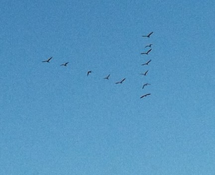 birds migrating North