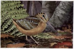 American Woodcock