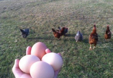 Fresh eggs